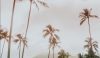 Hawaii Travel : Exploring the Islands' Unique Attractions